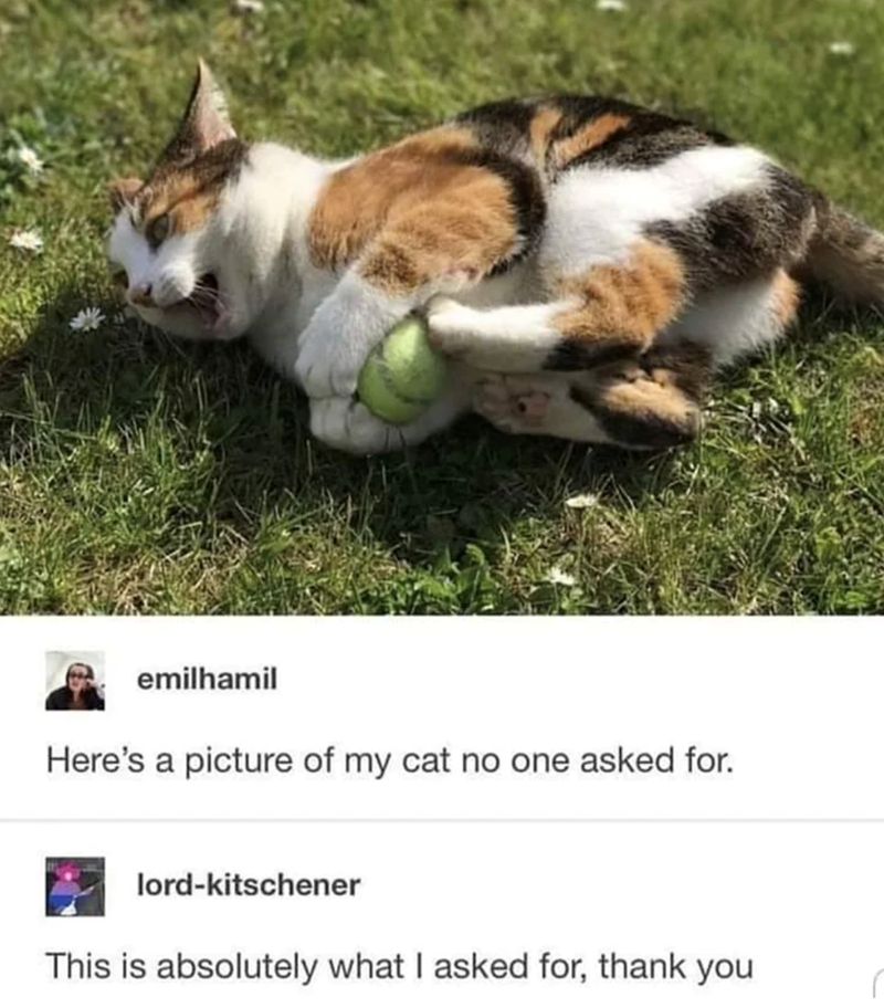 emilhamil Here's a picture of my cat no one asked for. lord-kitschener This is absolutely what I asked for, thank you