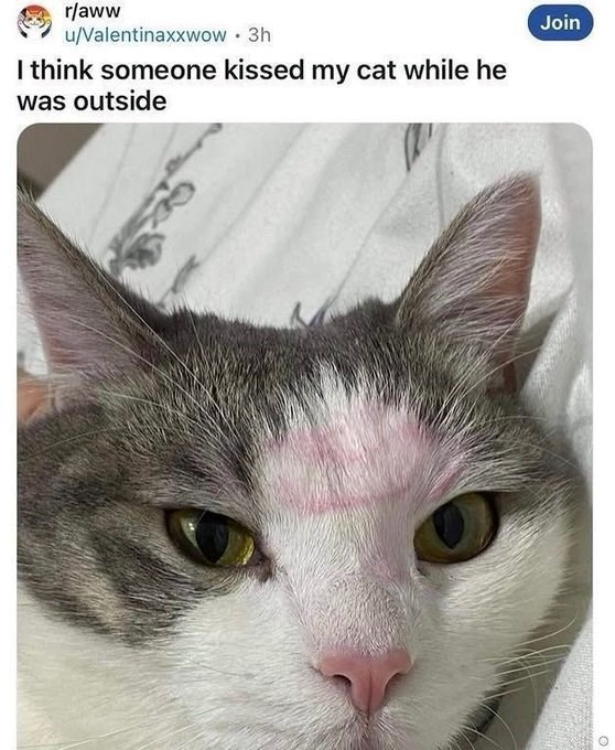 r/aww u/Valentinaxxwow. 3h I think someone kissed my cat while he was outside Join