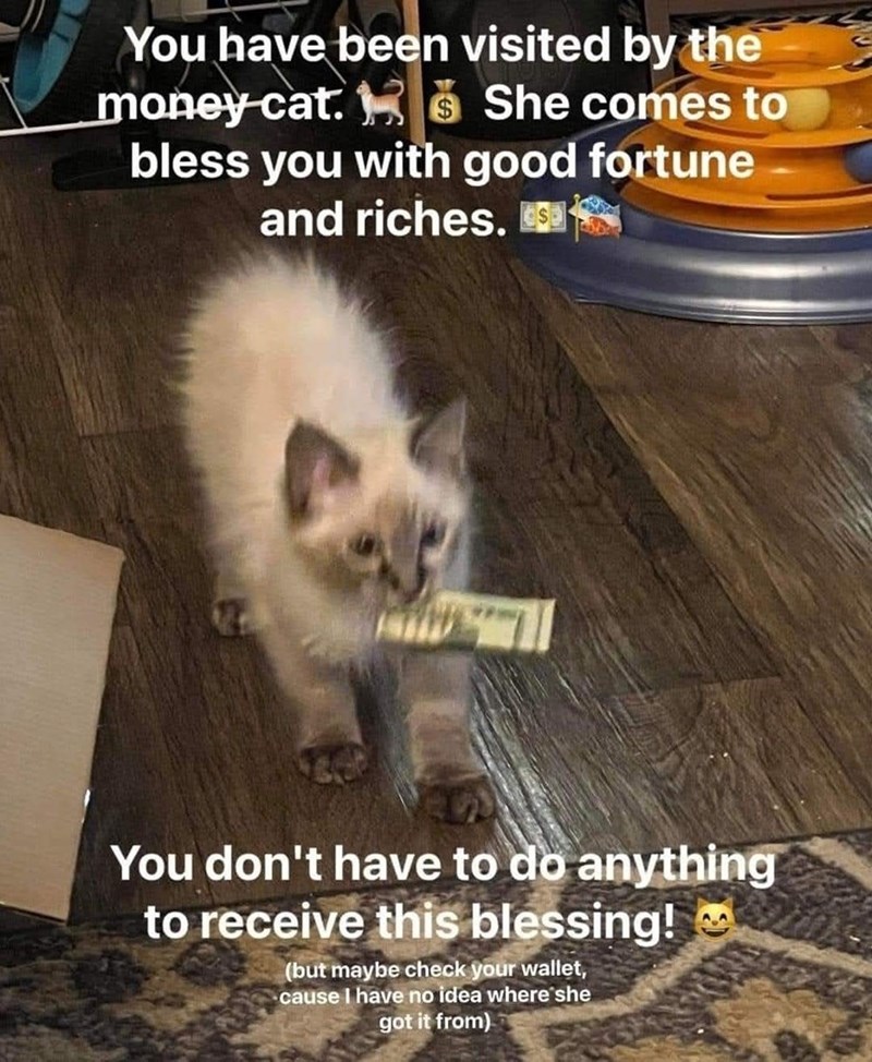 You have been visited by the money cat. She comes to bless you with good fortune and riches. S You don't have to do anything to receive this blessing! (but maybe check your wallet, cause I have no idea where she got it from) AA