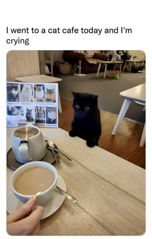 I went to a cat cafe today and I'm crying