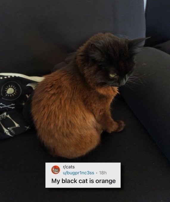 r/cats u/bugpr1nc3ss 18h . My black cat is orange