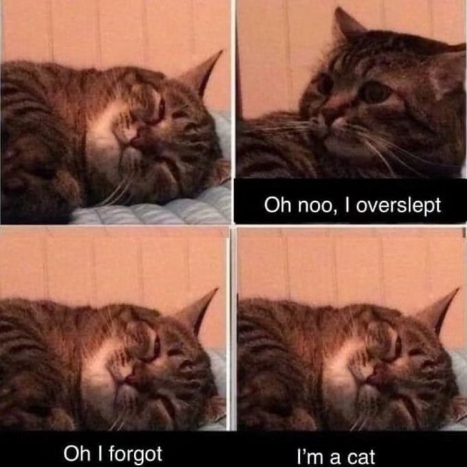 Oh noo, I overslept Oh I forgot I'm a cat