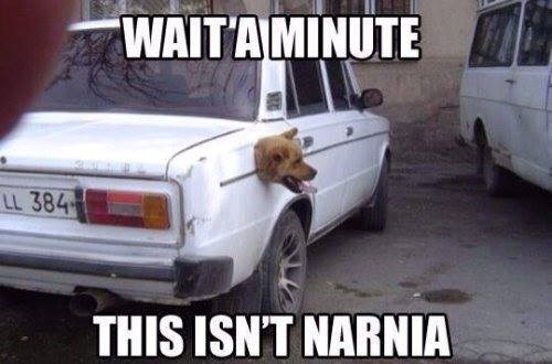 LL 384 WAIT A MINUTE THIS ISN'T NARNIA