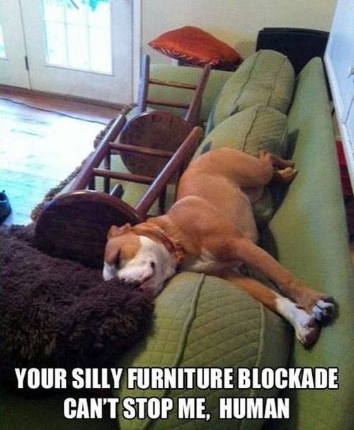 YOUR SILLY FURNITURE BLOCKADE CAN'T STOP ME, HUMAN