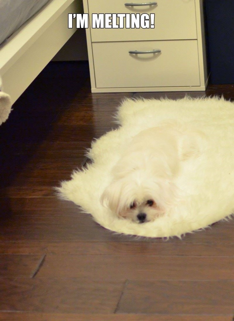I'M MELTING!