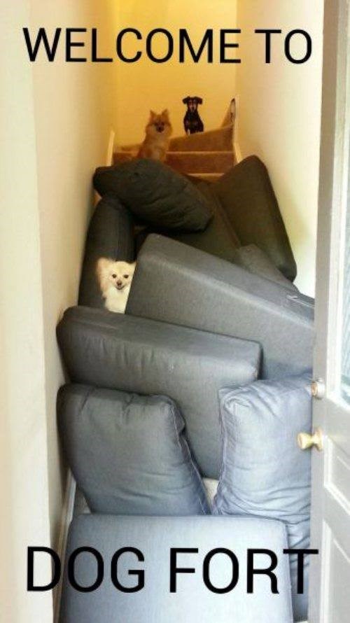 WELCOME TO DOG FORT