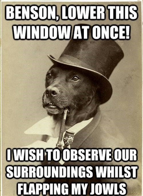 BENSON, LOWER THIS WINDOW AT ONCE! WISH TO OBSERVE OUR SURROUNDINGS WHILST FLAPPING MY JOWLS