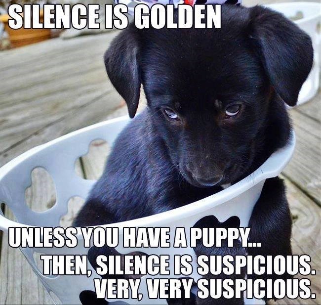 SILENCE IS GOLDEN UNLESS YOU HAVE A PUPPY... THEN, SILENCE IS SUSPICIOUS. VERY, VERY SUSPICIOUS.