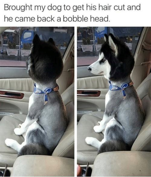 Brought my dog to get his hair cut and he came back a bobble head.