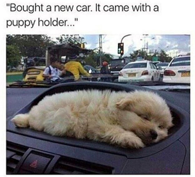 "Bought a new car. It came with a puppy holder..."