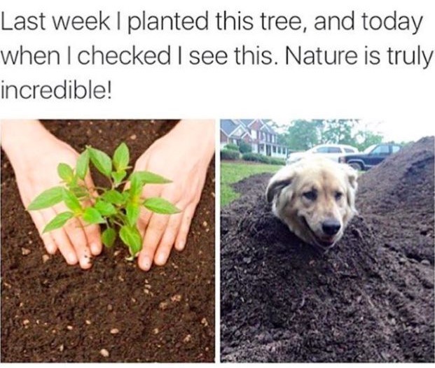 Last week I planted this tree, and today when I checked I see this. Nature is truly incredible!