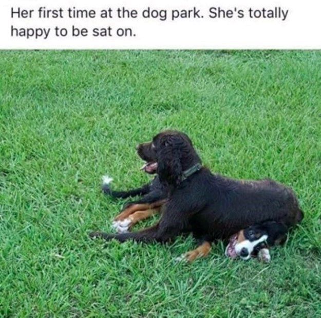 Her first time at the dog park. She's totally happy to be sat on.
