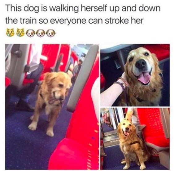 This dog is walking herself up and down the train so everyone can stroke her
