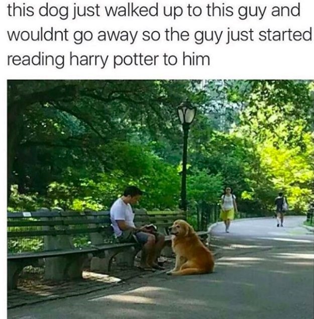 this dog just walked up to this guy and wouldnt go away so the guy just started reading harry potter to him