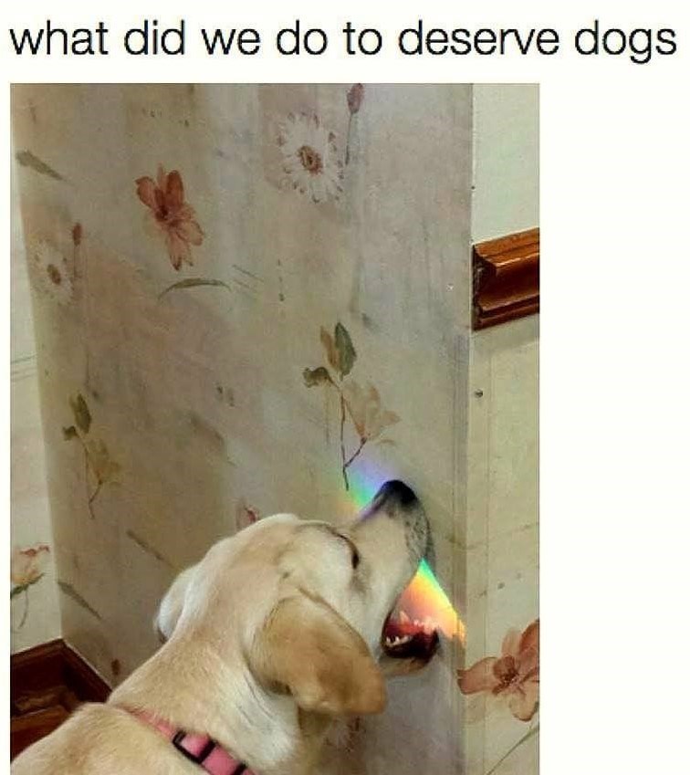 what did we do to deserve dogs.