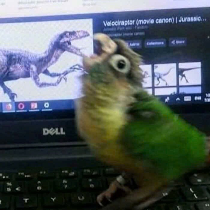 пово T DELL Velociraptor (movie canon) | Jurassic...