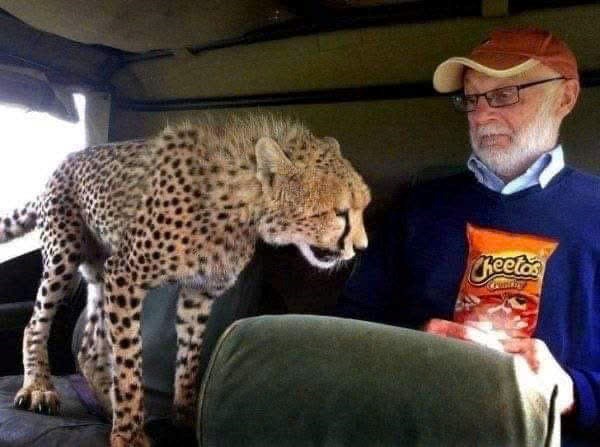 Cheetas