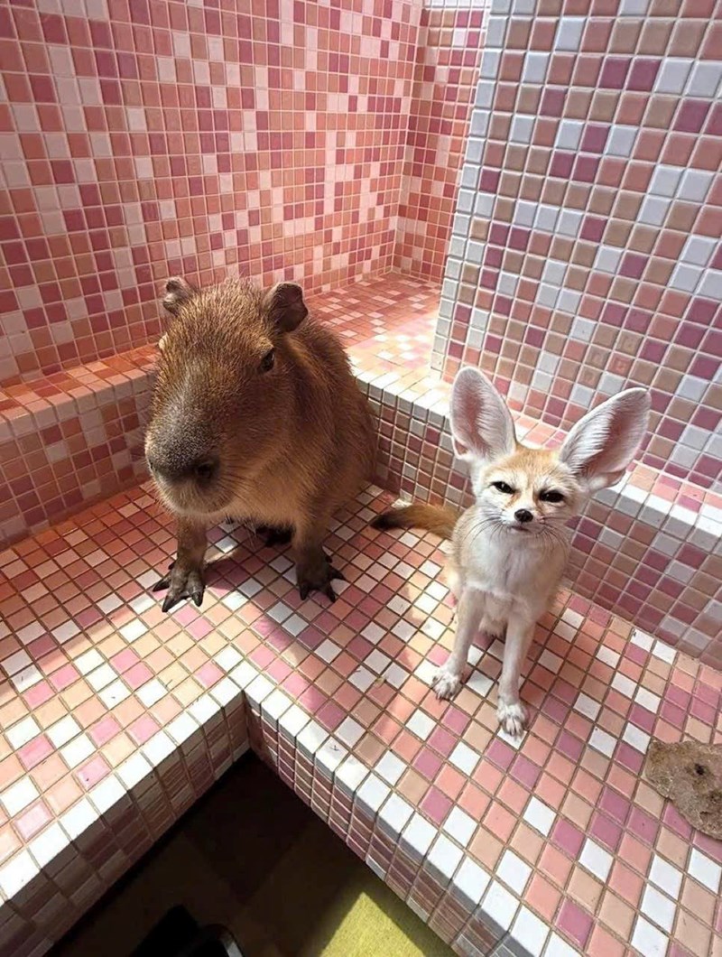 Cheezburger Image 10646931968