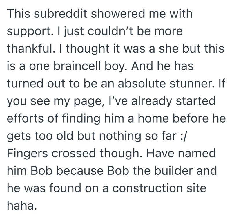 This subreddit showered me with support. I just couldn't be more thankful. I thought it was a she but this is a one braincell boy. And he has turned out to be an absolute stunner. If you see my page, I've already started efforts of finding him a home before he gets too old but nothing so far :/ Fingers crossed though. Have named him Bob because Bob the builder and he was found on a construction site haha.