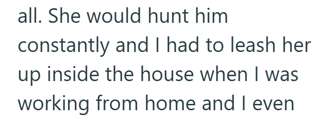 all. She would hunt him constantly and I had to leash her up inside the house when I was working from home and I even