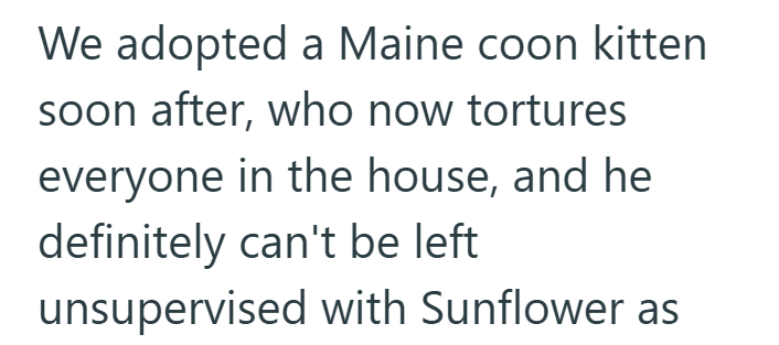 We adopted a Maine coon kitten soon after, who now tortures everyone in the house, and he definitely can't be left unsupervised with Sunflower as