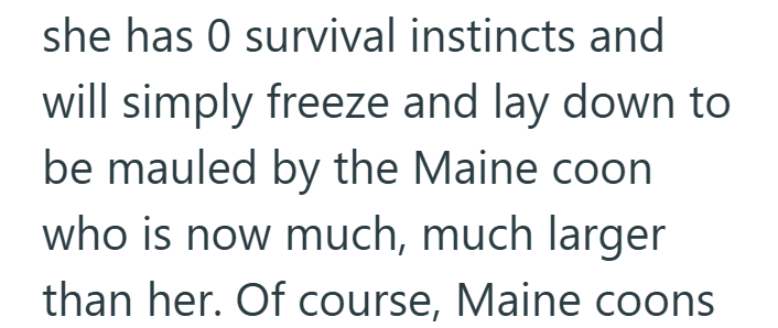 she has 0 survival instincts and will simply freeze and lay down to be mauled by the Maine coon. who is now much, much larger than her. Of course, Maine coons