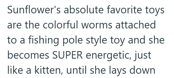 Sunflower's absolute favorite toys are the colorful worms attached to a fishing pole style toy and she becomes SUPER energetic, just like a kitten, until she lays down