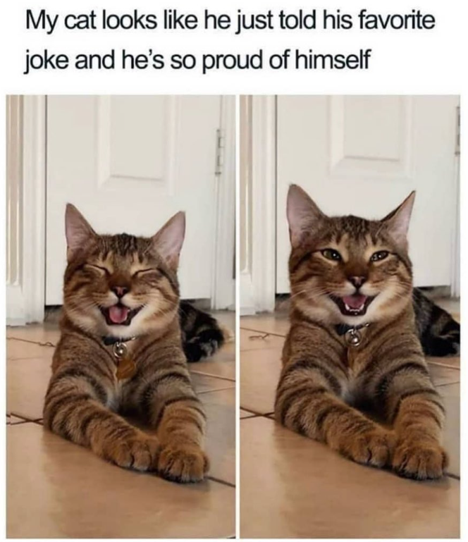 My cat looks like he just told his favorite joke and he's so proud of himself