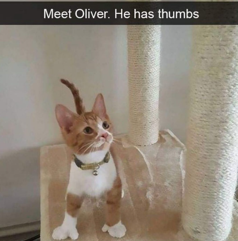 Meet Oliver. He has thumbs