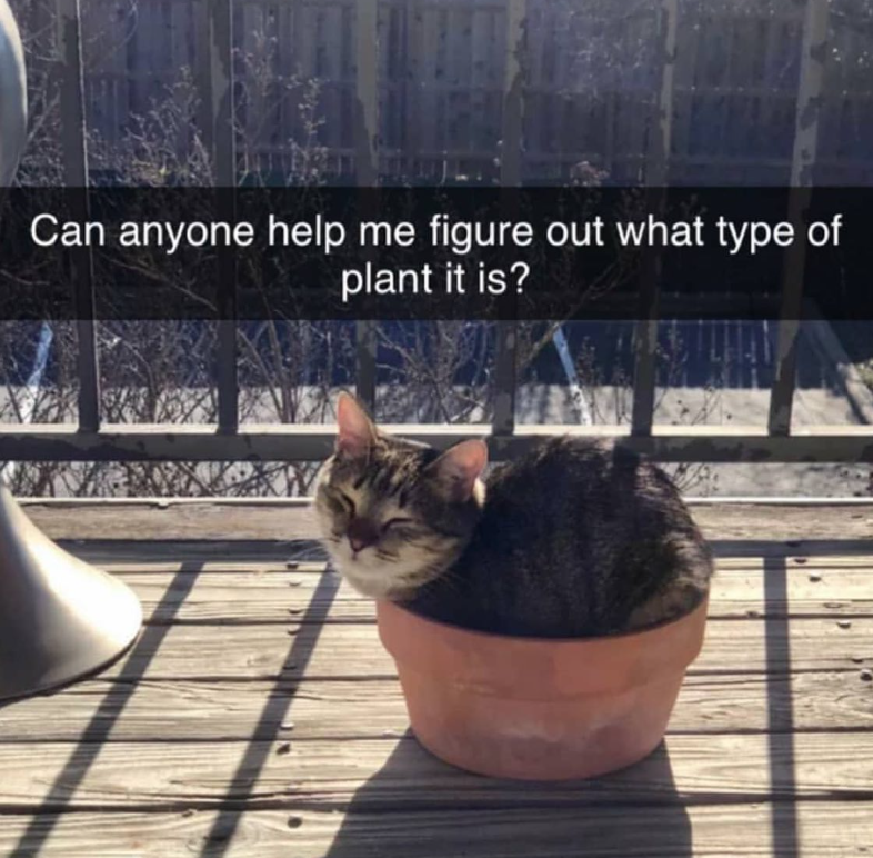 Can anyone help me figure out what type of plant it is?