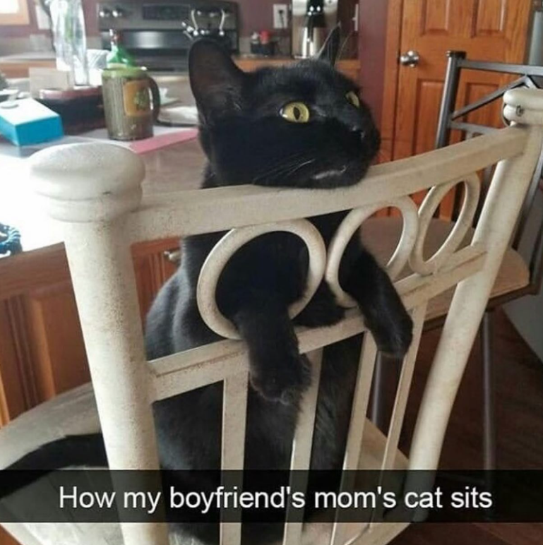 How my boyfriend's mom's cat sits