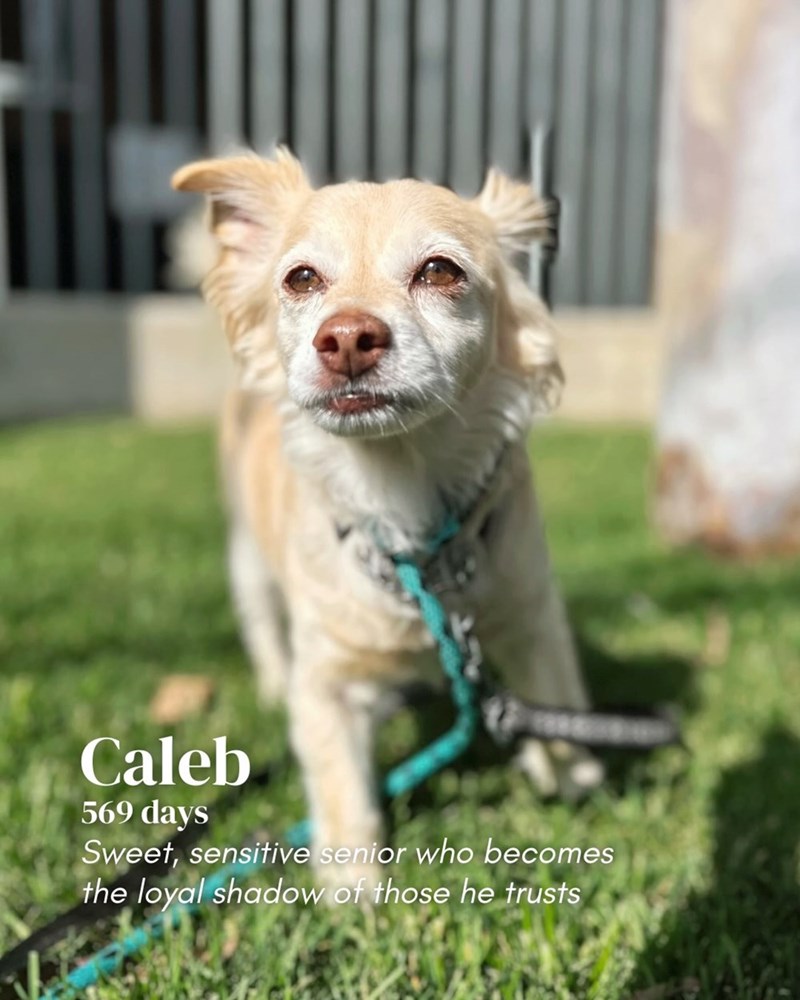 Caleb 569 days Sweet, sensitive senior who becomes the loyal shadow of those he trusts