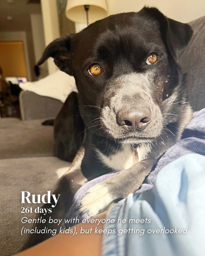 Rudy 261 days Gentle boy with everyone he meets (including kids), but keeps getting overlooked