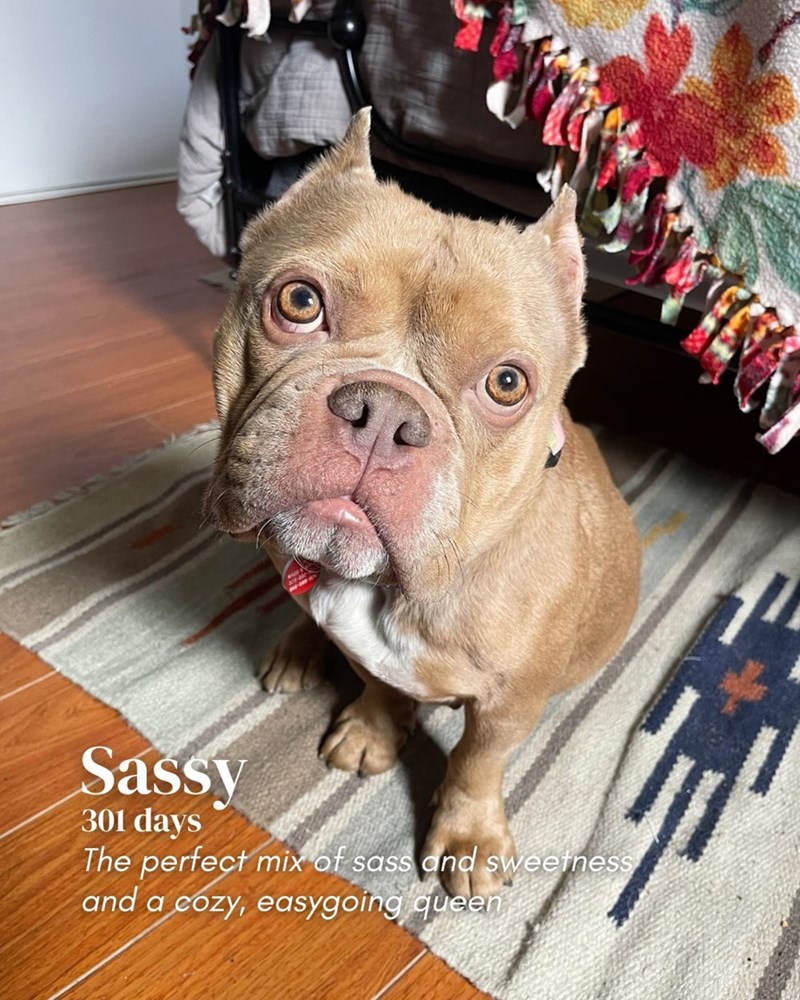 Sassy 301 days The perfect mix of sass and sweetness and a cozy, easygoing queen