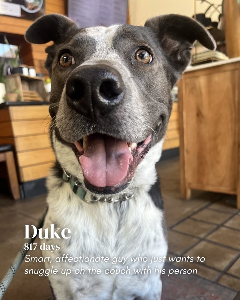 Duke 817 days Smart, affectionate guy who just wants to snuggle up on the couch with his person