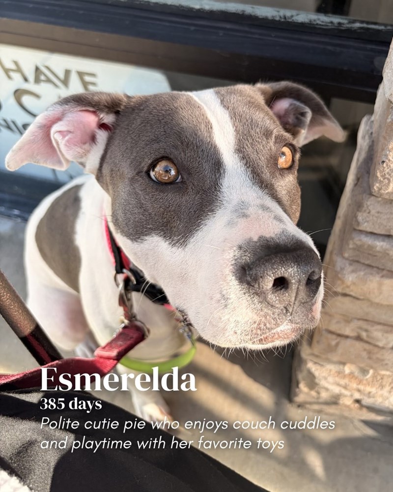 HAVE S Esmerelda 385 days Polite cutie pie who enjoys couch cuddles and playtime with her favorite toys