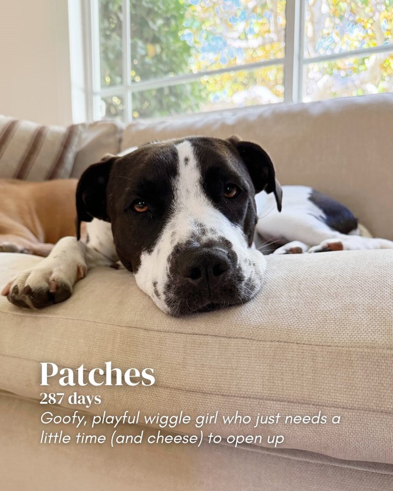 Patches 287 days Goofy, playful wiggle girl who just needs a little time (and cheese) to open up