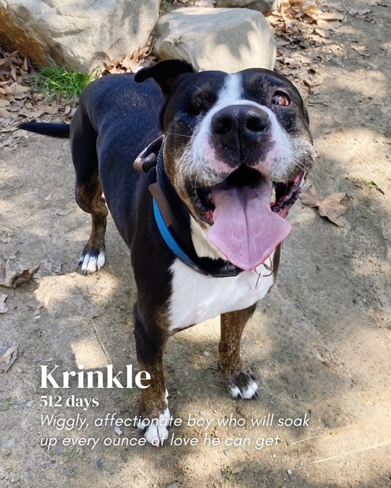 Krinkle 512 days Wiggly, affectionate boy who will soak up every ounce of love he can get
