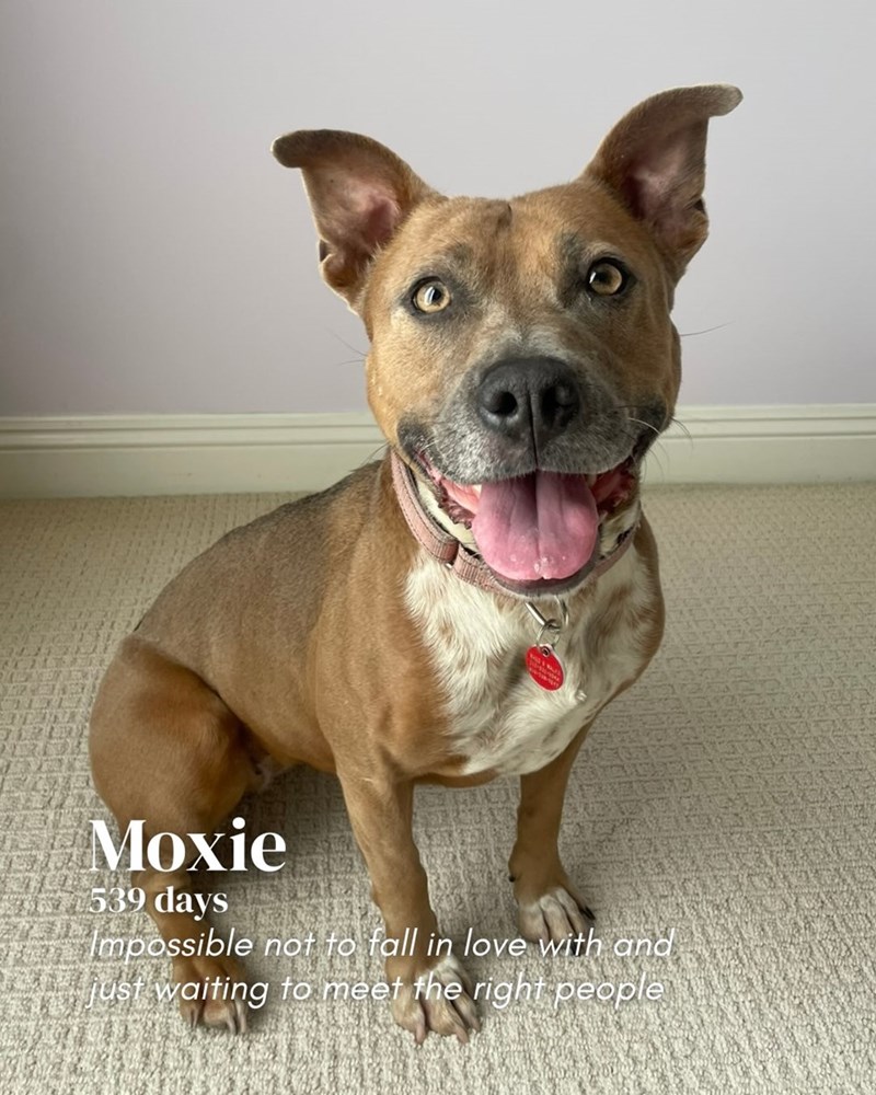 Moxie 539 days A Impossible not to fall in love with and just waiting to meet the right people