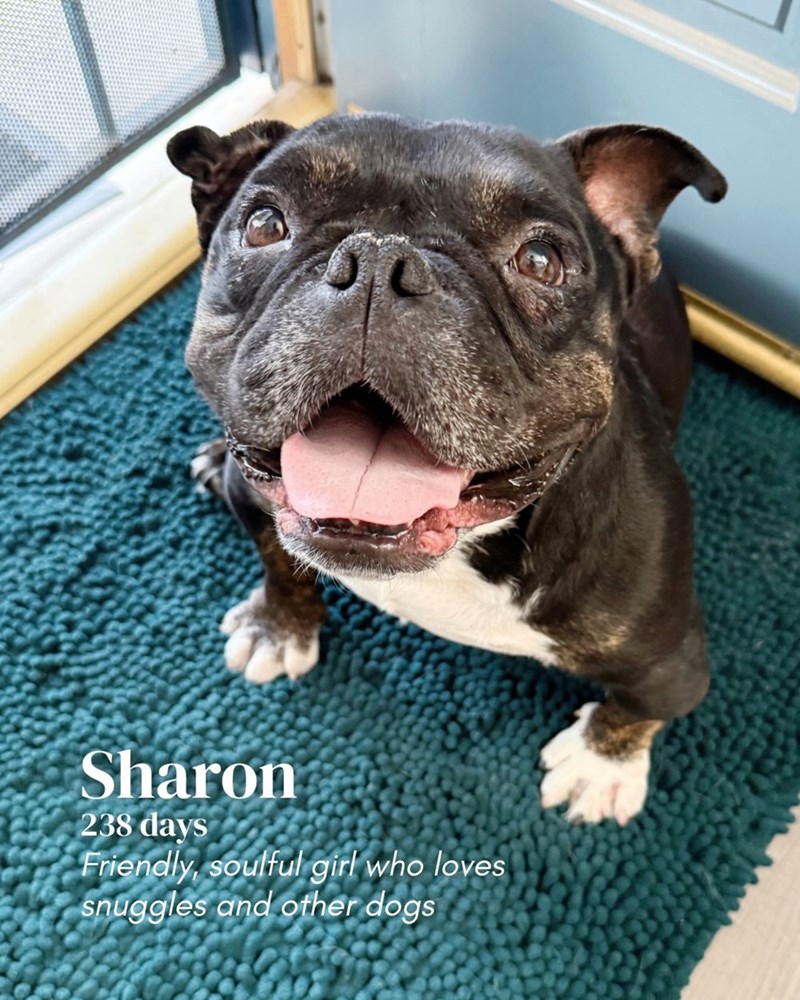 Sharon 238 days Friendly, soulful girl who loves snuggles and other dogs
