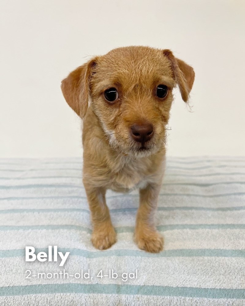 Belly 2-month-old, 4-lb gal