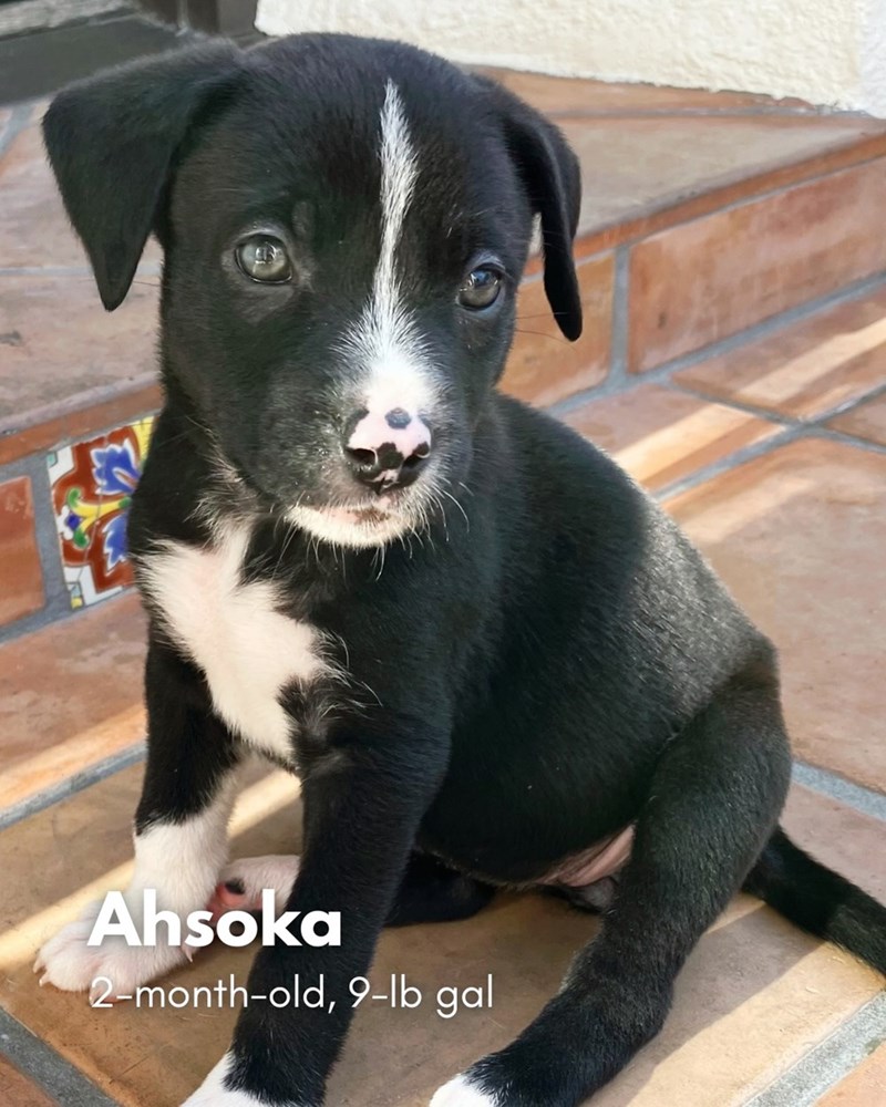 Ahsoka 2-month-old, 9-lb gal