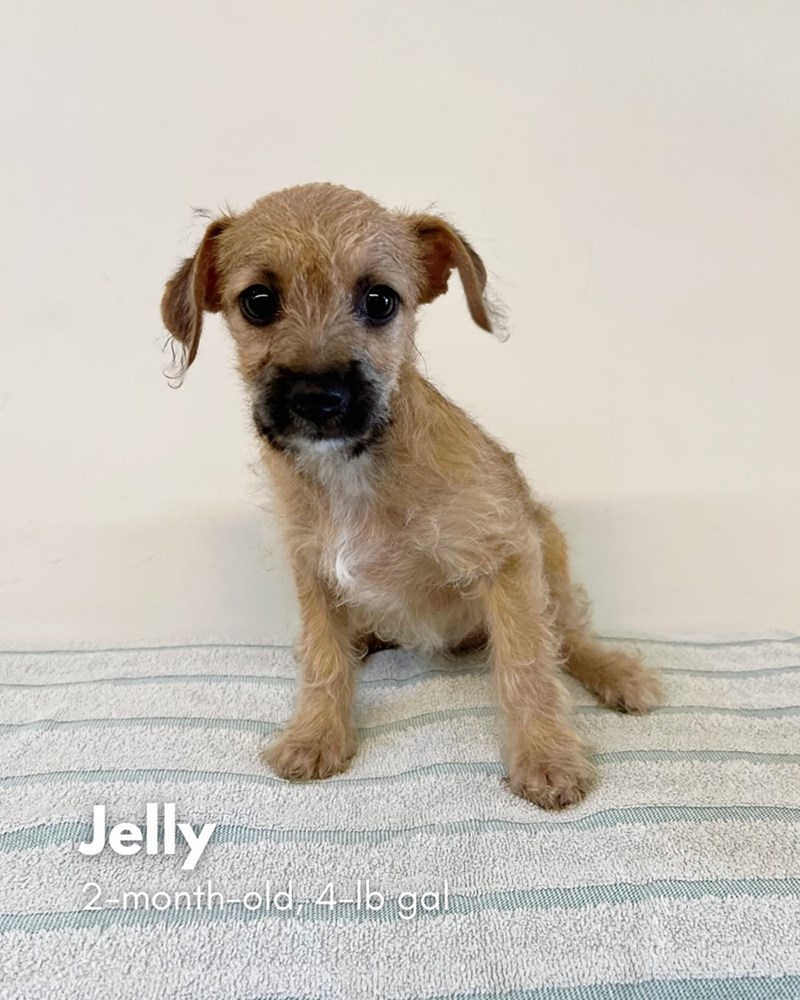 Jelly 2-month-old-4-lb gal