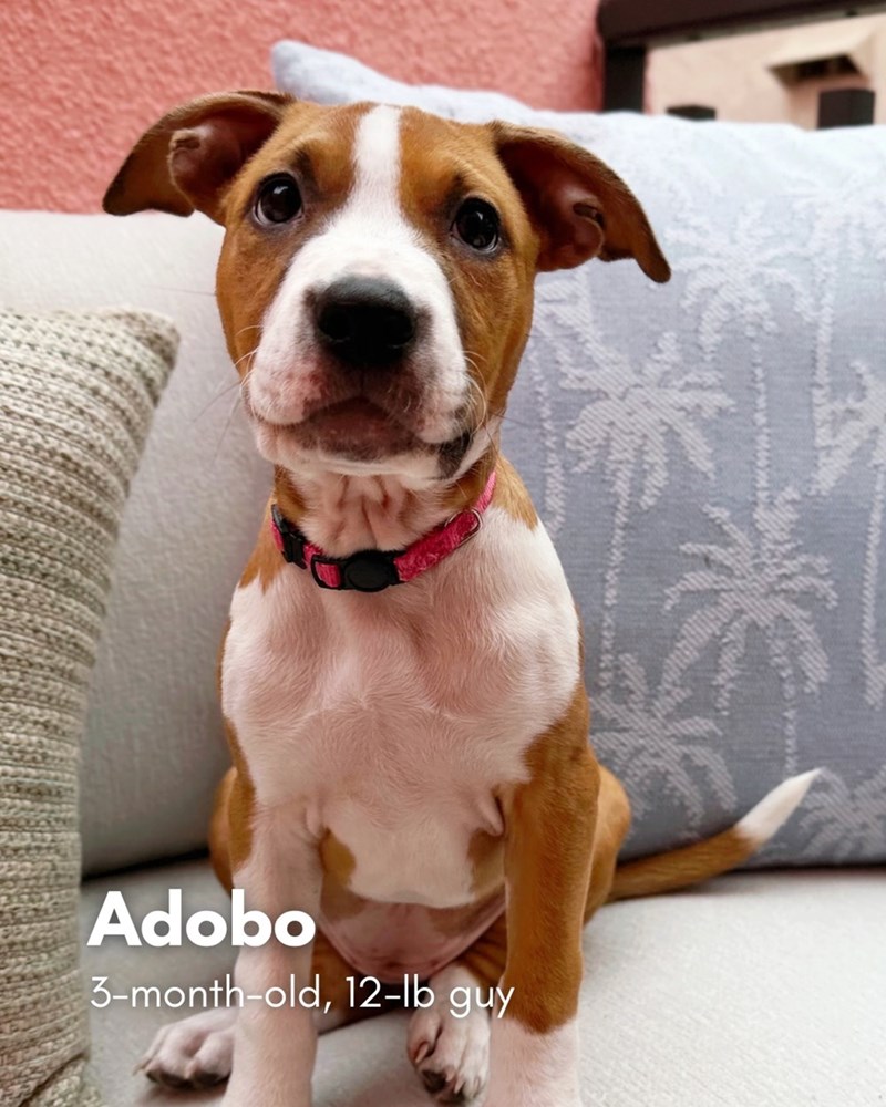 Adobo 3-month-old, 12-lb guy