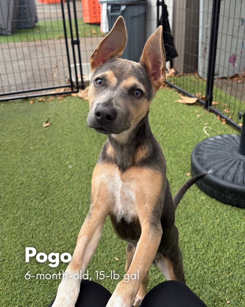 Pogo 6-month-old, 15-lb gal
