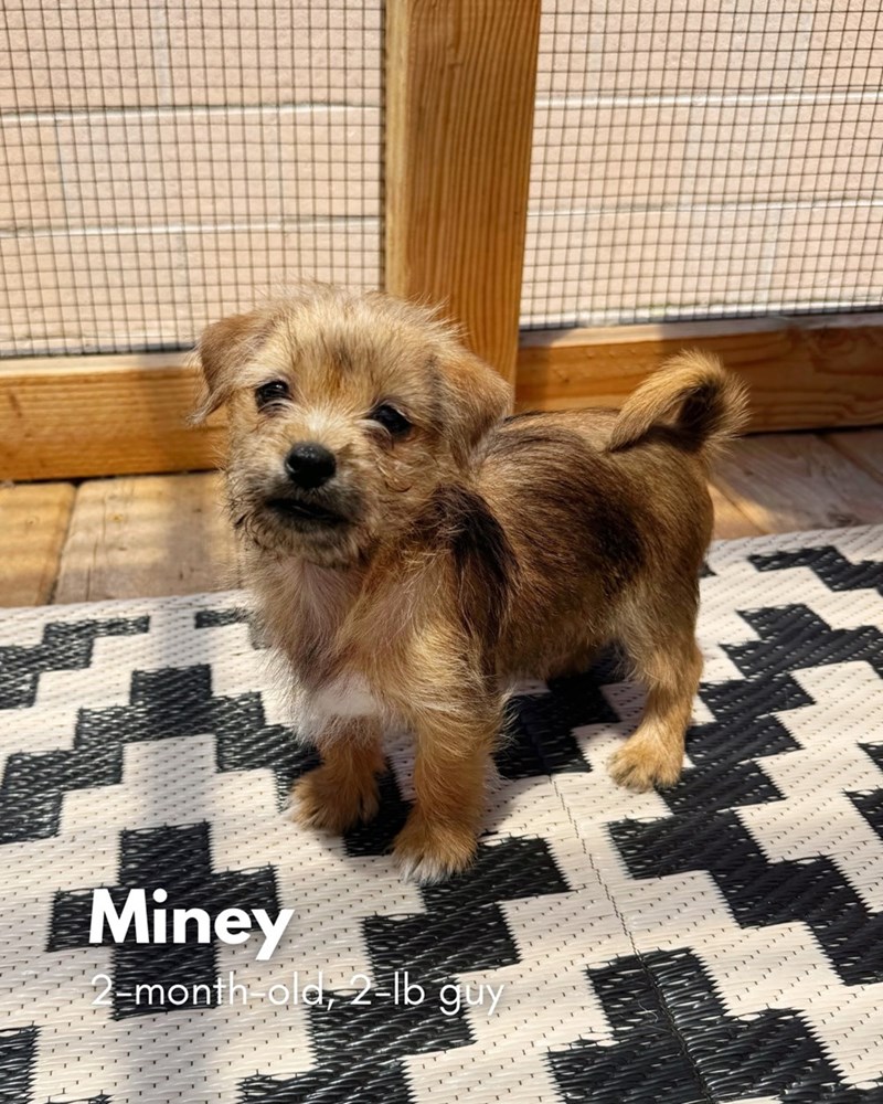 L Miney month old, 2-lb guy