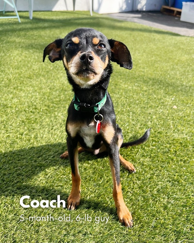 Coach 5-month old, 6lb guy