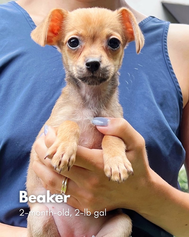 Beaker 2-month-old, 2-lb gal