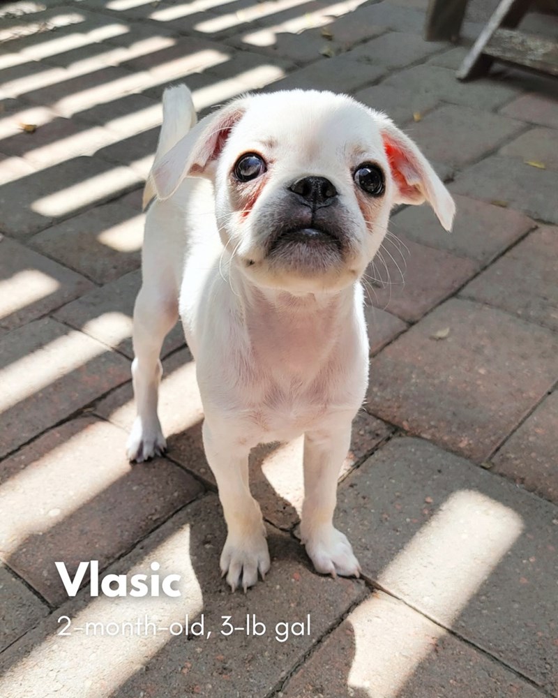 Vlasic 2-month-old, 3-lb gal