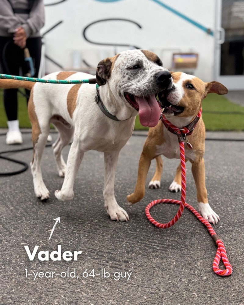 1 Vader 1-year-old, 64-lb guý